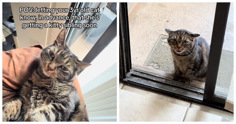 Vlasnici udomili novog mačića, evo kako je njihova mačka reagirala na pridošlicu