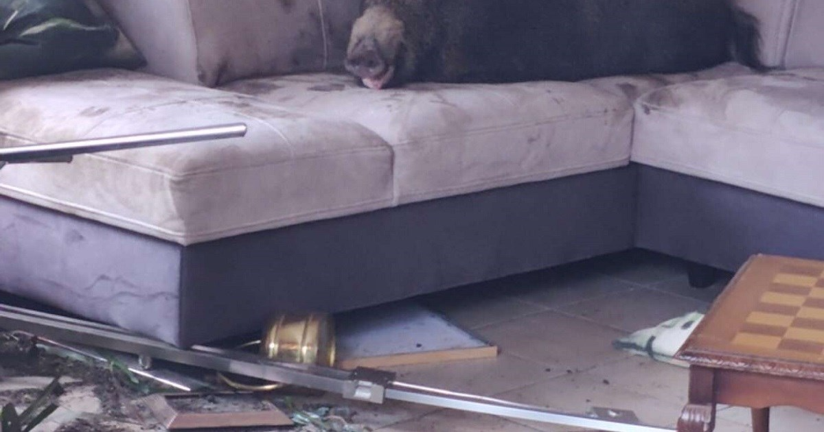 Žena se vratila kući, šokirala se kad je vidjela što spava na njenom kauču