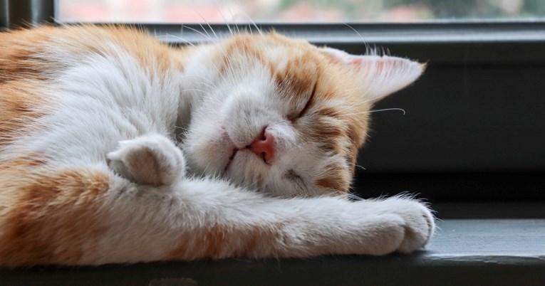 Znanstvenici otkrili zašto mačke preferiraju spavanje na lijevoj strani