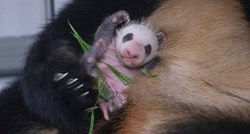U zoološkom vrtu na svijet došlo zdravo mladunče pande, majka ga odmah počela dojiti