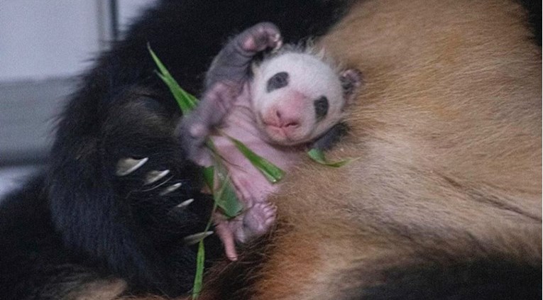 U zoološkom vrtu na svijet došlo zdravo mladunče pande, majka ga odmah počela dojiti