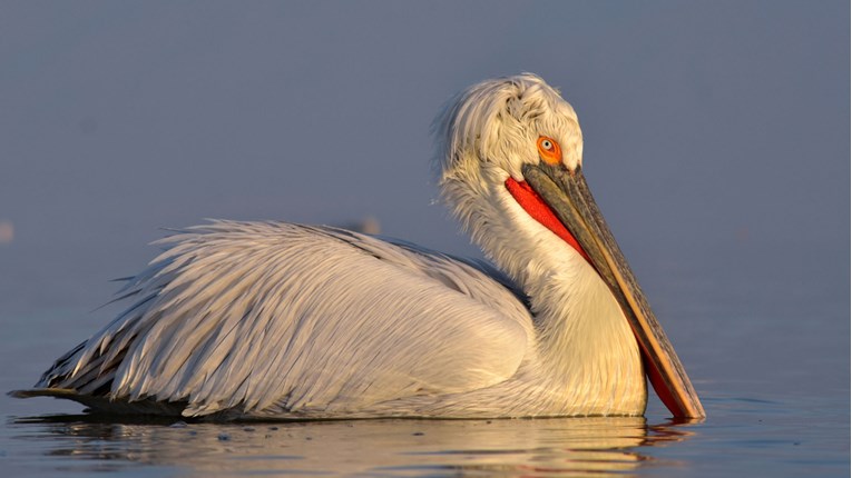 Ovo je odlično: 50.000 pelikana besplatno ruča u Izraelu