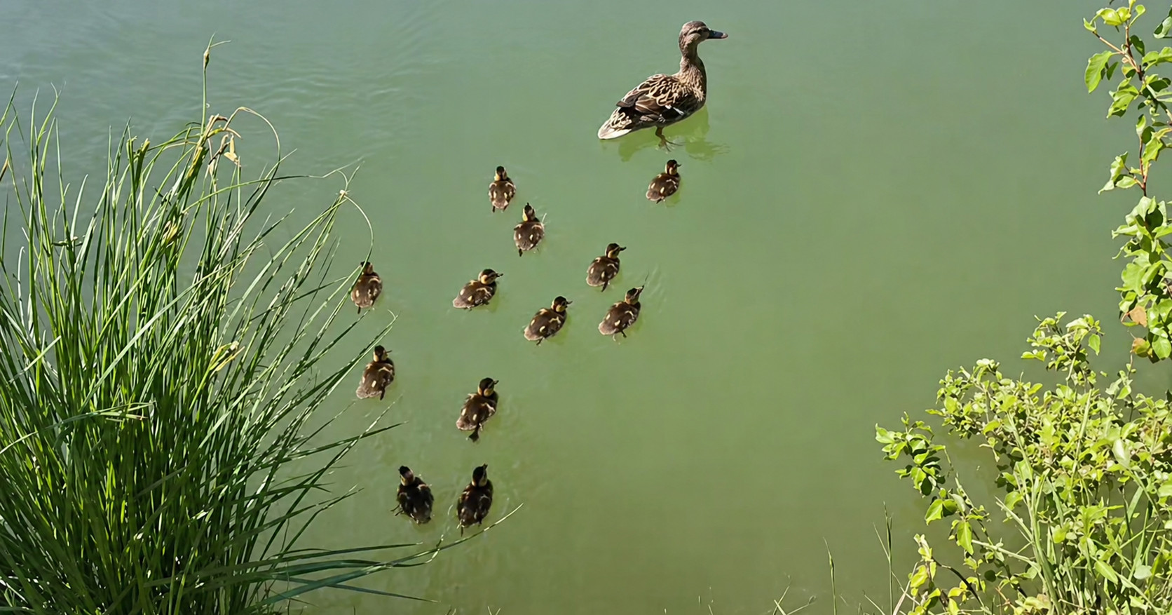 U Zagrebu spašena pačja obitelj: 13 pačića izvučeno iz šahta ❤️