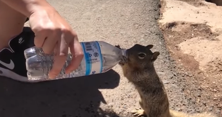 Žedna vjeverica prišla čovjeku te se napila vode iz boce poput čovjeka