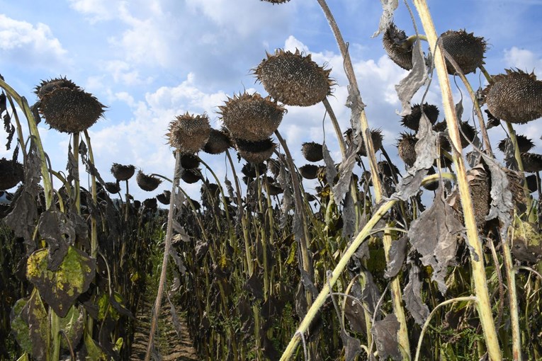 Objavljen poziv hrvatskim poljoprivrednicima u Srbiji za program potpore