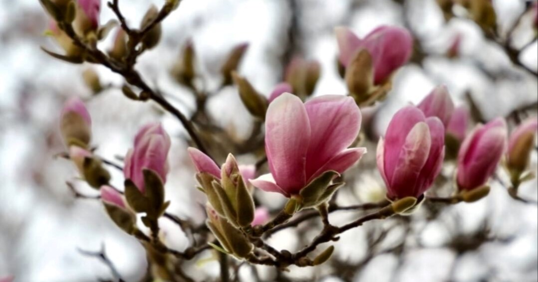 Stiže nam proljeće. Procvjetale magnolije na zagrebačkom Tomislavcu