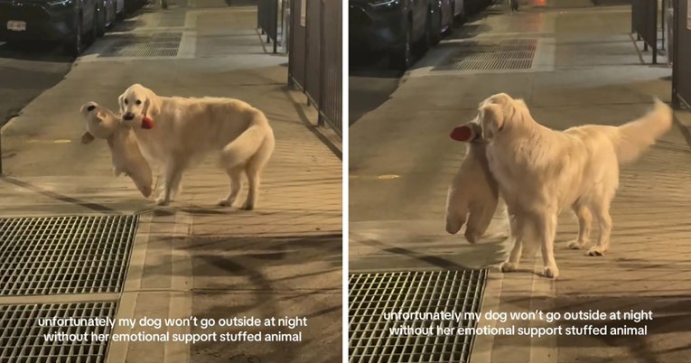 Zlatna retriverica izlazi iz kuće samo pod jednim uvjetom, video je hit