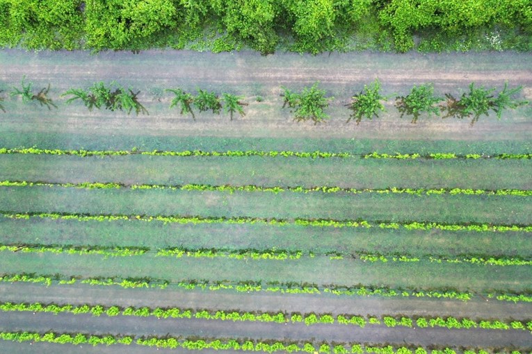 FOTO Polja vrgoračkih jagoda pretvorena u jezero, pogledajte slike iz zraka