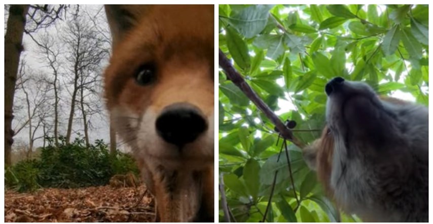 Znatiželjna lisica ukrala mobitel spasiocu životinja i snimila selfie