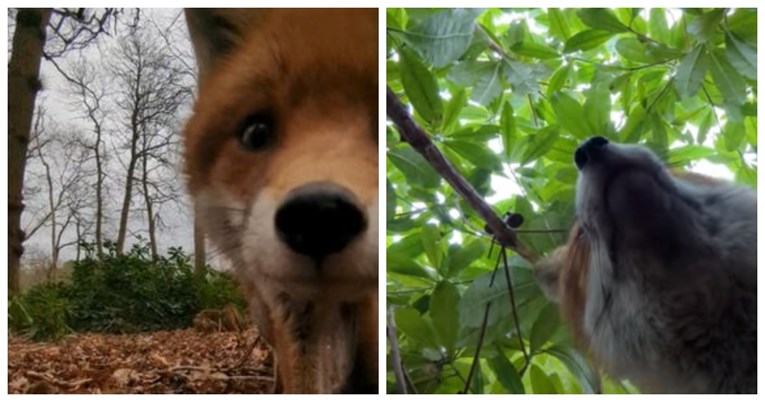 Znatiželjna lisica ukrala mobitel spasiocu životinja i snimila selfie