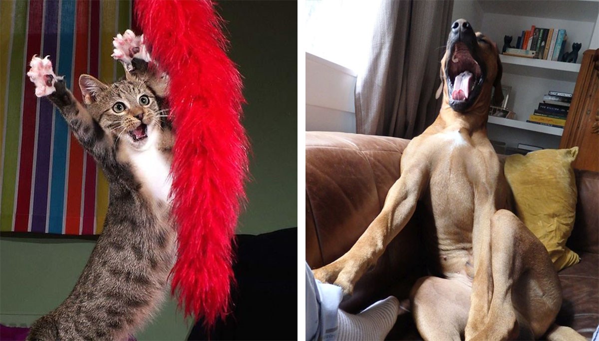 Nitko vas neće nasmijati kao oni: Finalisti izbora za najkomičniju fotku ljubimaca