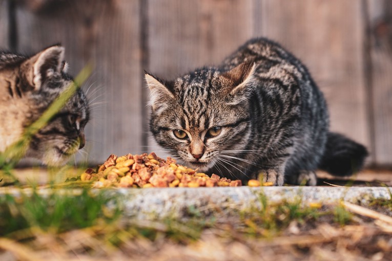 Pet znakova da prekomjerno hranite svoju mačku