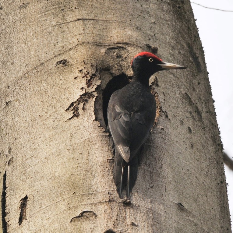 Svjetski je dan divljih vrsta