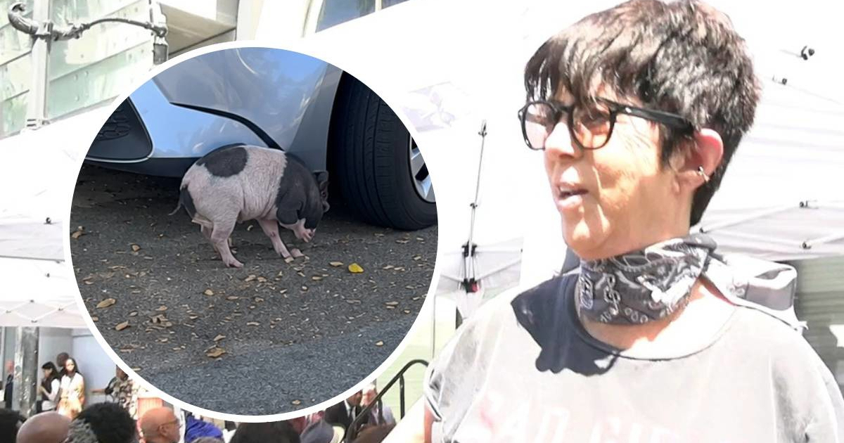 Diane Warren udomila prase koje je postalo viralno zbog jurnjave holivudskim ulicama