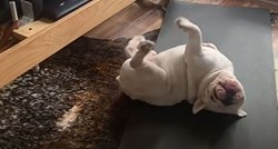 Pas pokušao vježbati pilates s vlasnikom, a onda napravio nešto presmiješno
