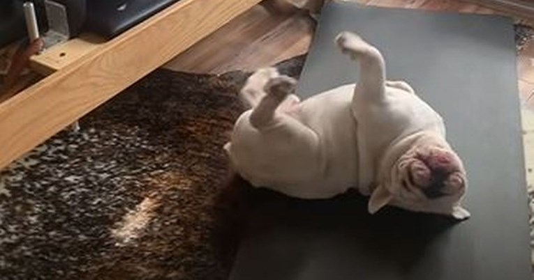 Pas pokušao vježbati pilates s vlasnikom, a onda napravio nešto presmiješno