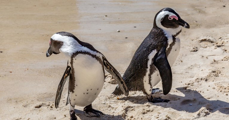 Gej pingvini ukrali jaja lezbijskom paru pingvina i uzrokovali pravi kaos
