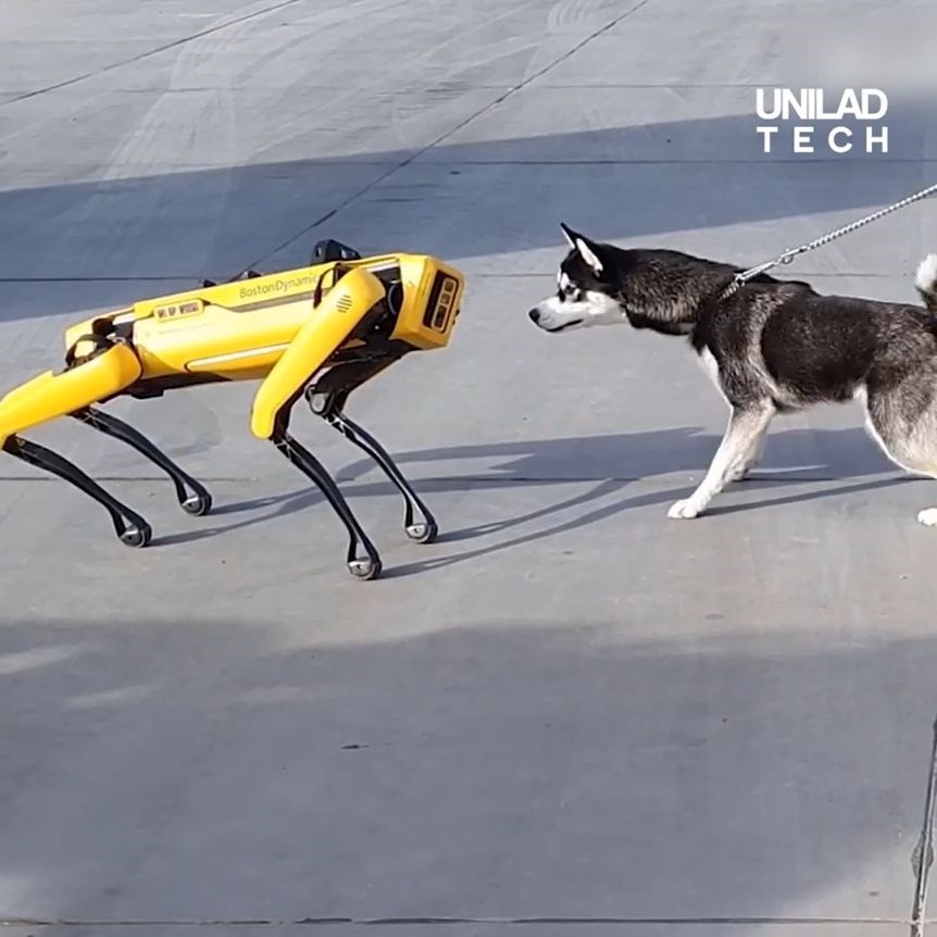 VIDEO Haski se susreo s robotskim psom, potpuno ga je zbunio