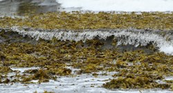 Znanstvenici na obalama Irske traže morsku travu kojom bi hranili krave i ovce