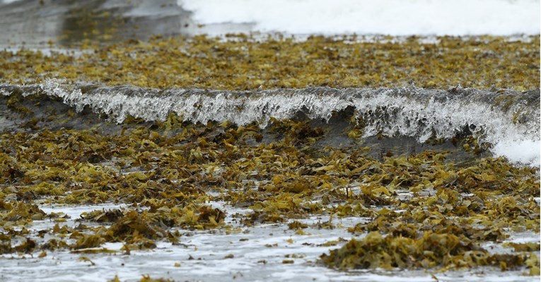 Znanstvenici na obalama Irske traže morsku travu kojom bi hranili krave i ovce