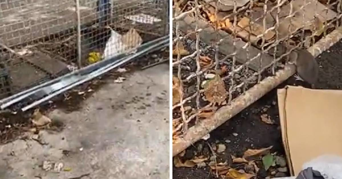 Zagrebački holding o štakorima na Savskoj: Šire se s privatne parcele