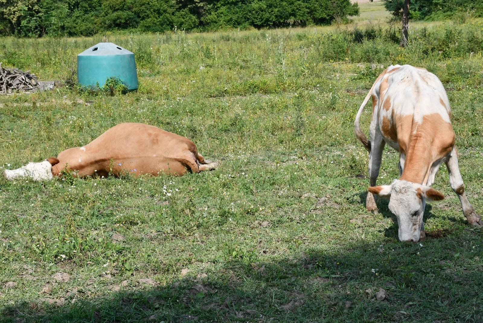 11 dana trebalo je službama da otkriju bedrenicu. Kakve simptome izaziva kod ljudi?