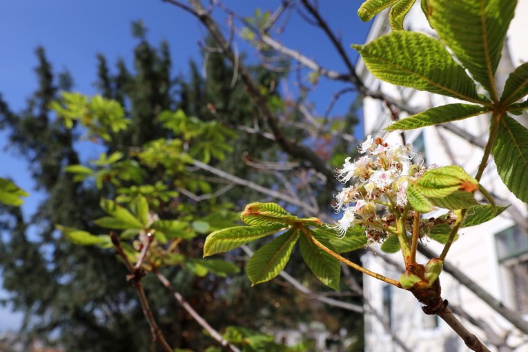 Zagrebačke kestene zbunile visoke temperature. Procvjetali su u listopadu