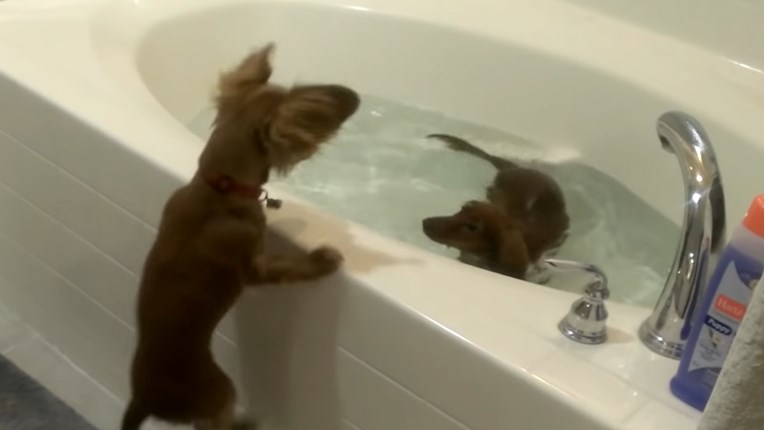 Kada je vrijeme za kupanje, ova dva mališana doslovno polude