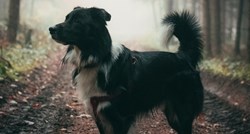 Ovo je 10 najrjeđih pasmina pasa na svijetu, kladimo se da za neke niste čuli