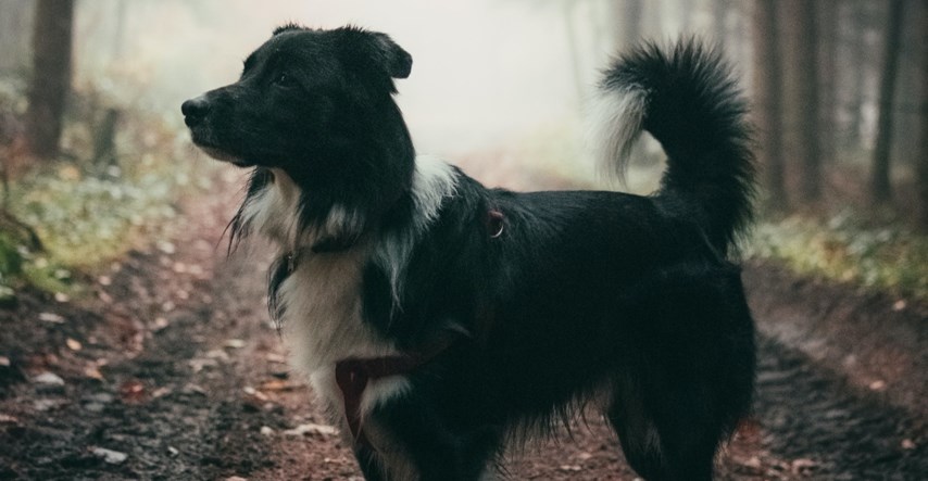 Ovo je 10 najrjeđih pasmina pasa na svijetu, kladimo se da za neke niste čuli