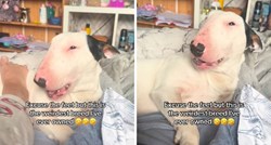Ovaj pas zna "pričati", evo što govori kada ga mazi vlasnica