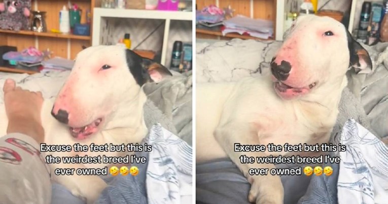 Ovaj pas zna "pričati", evo što govori kada ga mazi vlasnica