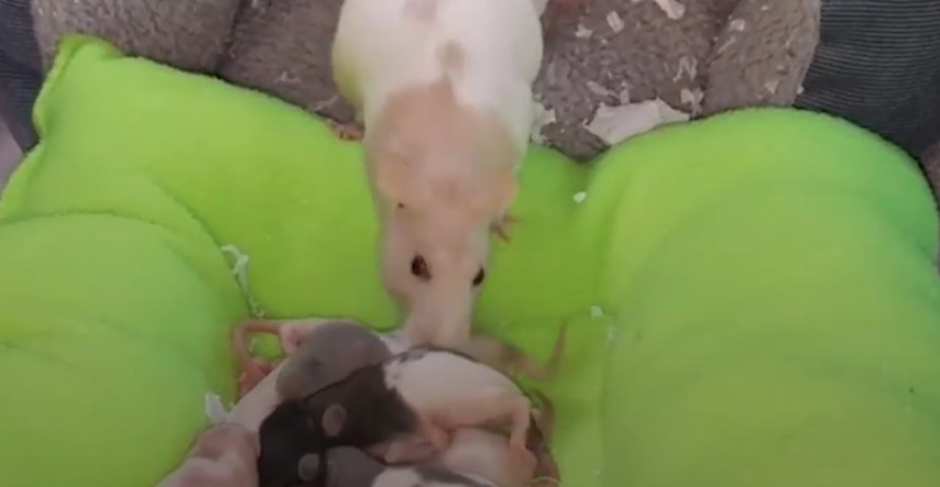 Mama štakorica i njene bebe imaju presladak ritual prije spavanja