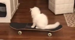 Mačak naučio skejtati, ljudi su oduševljeni
