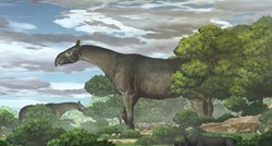 Otkrivena nova vrsta prapovijesnog nosoroga, bio je veći od žirafe