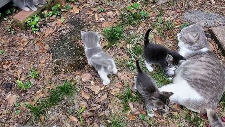 Hranila je mačku lutalicu, a ona joj u znak zahvalnosti u dvorište dovela mačiće