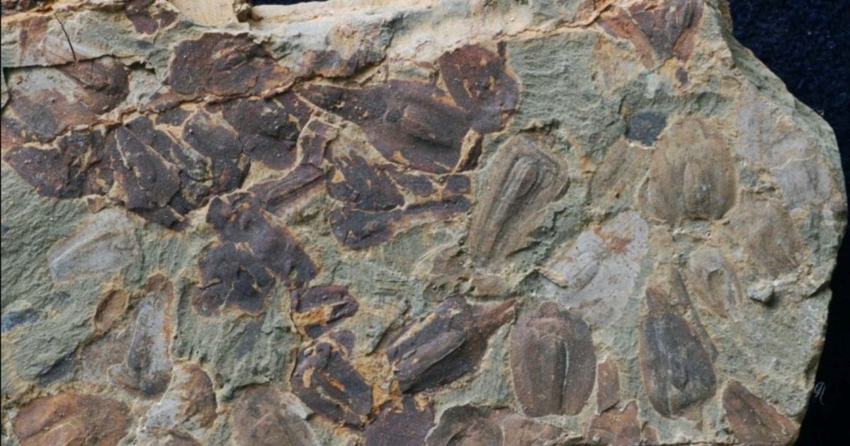 Zemljom je 5 milijuna godina vladala smrtonosna vrućina. Fosili objašnjavaju zašto