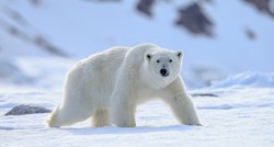 Ove zime se očekuje manje polarnih medvjeda u arktičkim selima