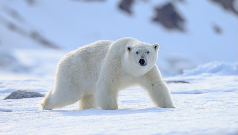 Ove zime se očekuje manje polarnih medvjeda u arktičkim selima