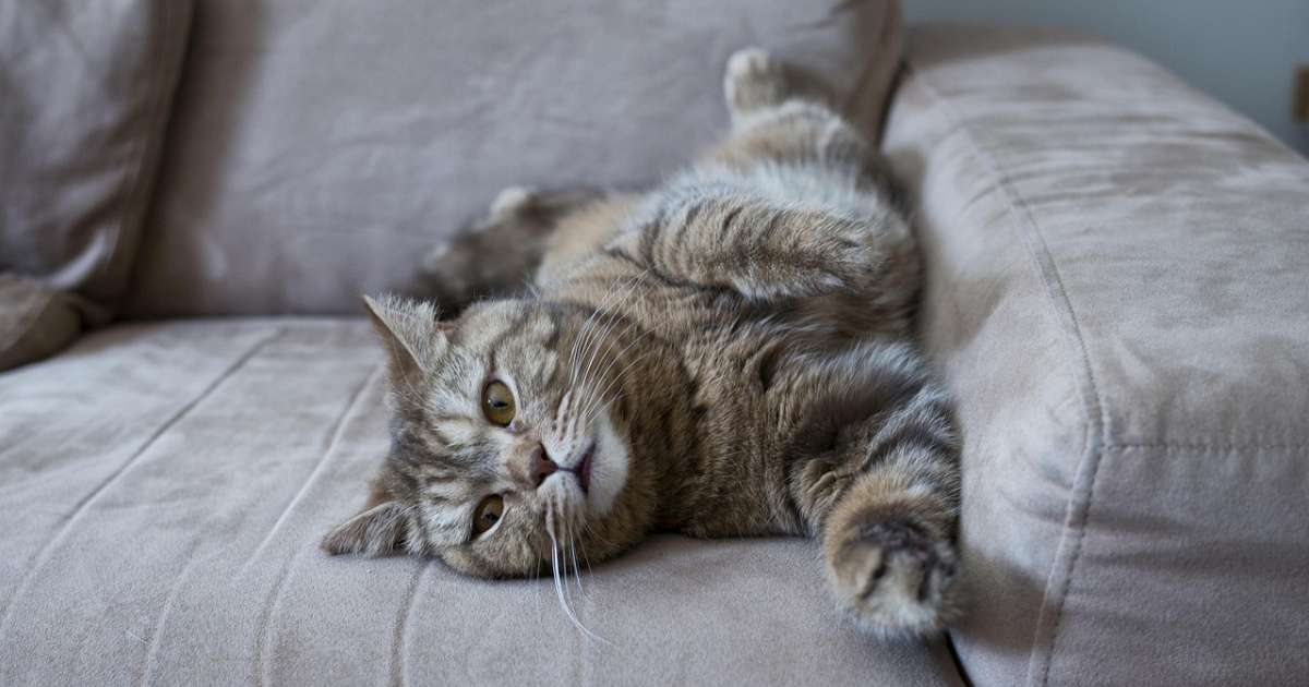 Želite mačku koja se voli izležavati na kauču? Ove pasmine su idealan izbor