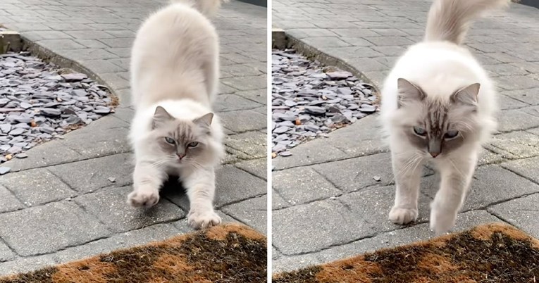 Jedna gesta otkriva da vas mačka voli, tvrdi veterinarka