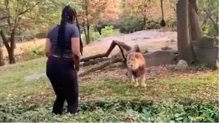 Žena prešla ogradu u Zoo vrtu i prišla lavu, njegova reakcija začudila svijet