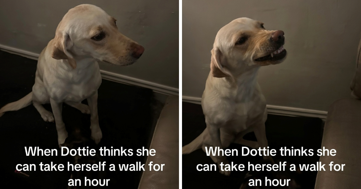 Labradorica pobjegla na sat vremena, njezina reakcija po povratku je urnebesna