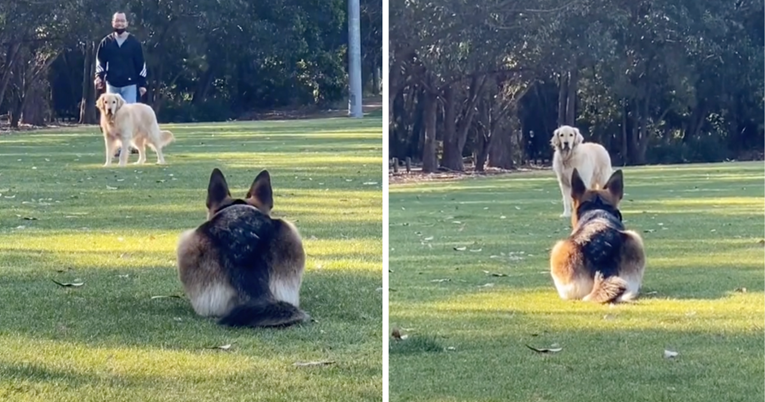 Njemačka ovčarka svoju prijateljicu retrivericu u parku dočekuje poput mačke