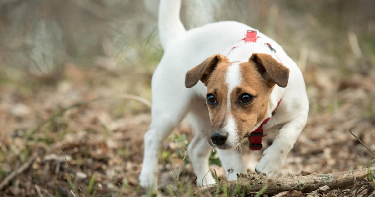 6 aktivnih pasmina pasa koje vam mogu pomoći da ostanete u formi