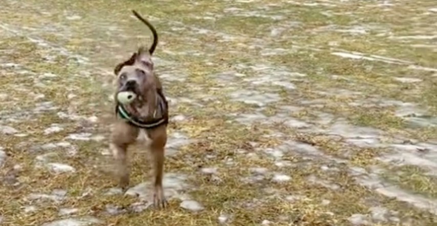 Reakcija slijepog psa koji je pronašao lopticu postala je viralna