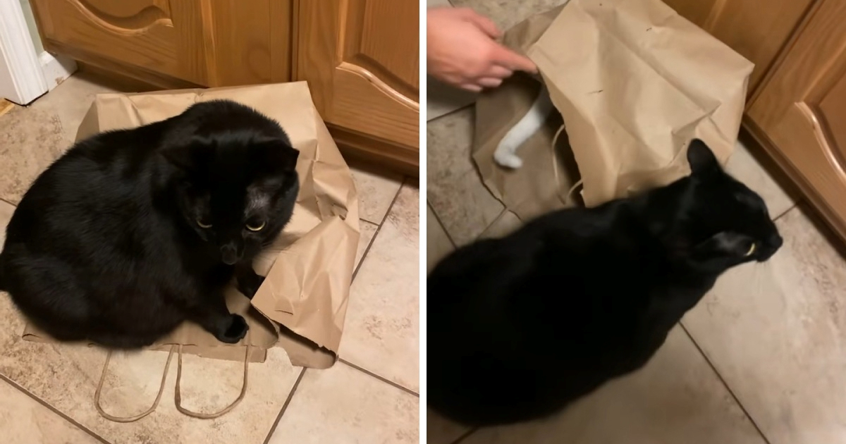 Urnebesna osveta: Mačak zarobio brata jer mu je dosta njegovih nestašluka