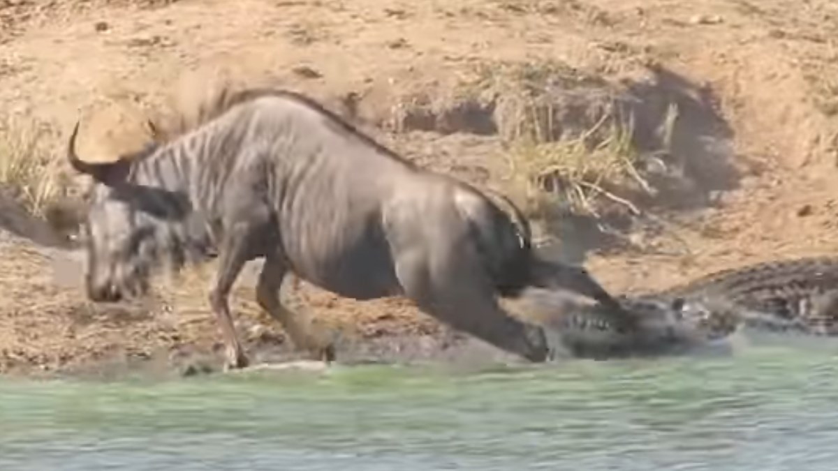 Kad su vidjeli životinju u nevolji, vodenkonji su doplivali i otjerali krokodila