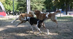Znate li koja su pravila ponašanja u psećim parkovima?