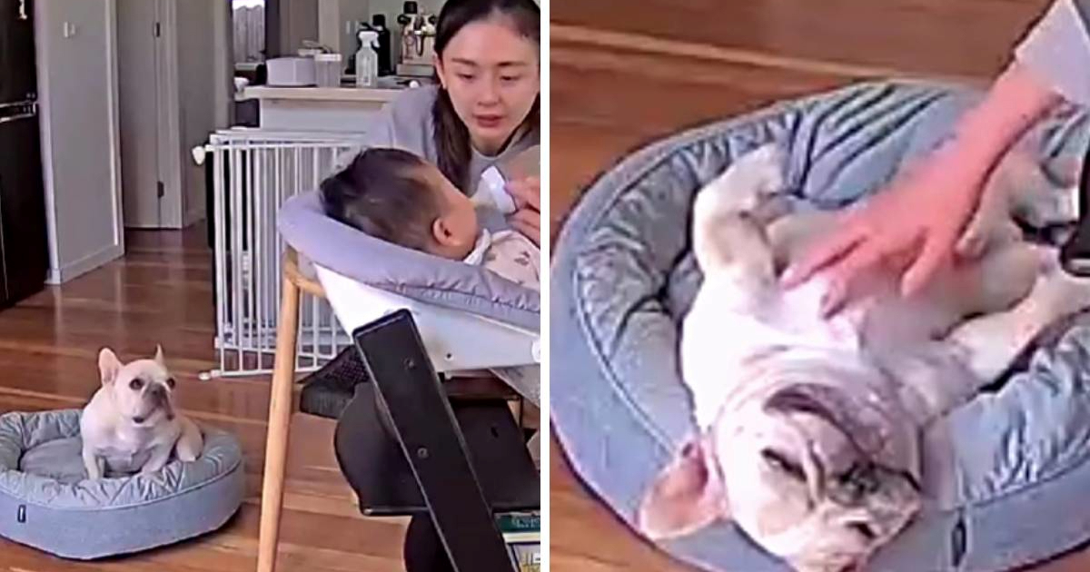 Preslatki buldog je hit: Pogledajte kako traži pažnju dok njegova vlasnica hrani bebu